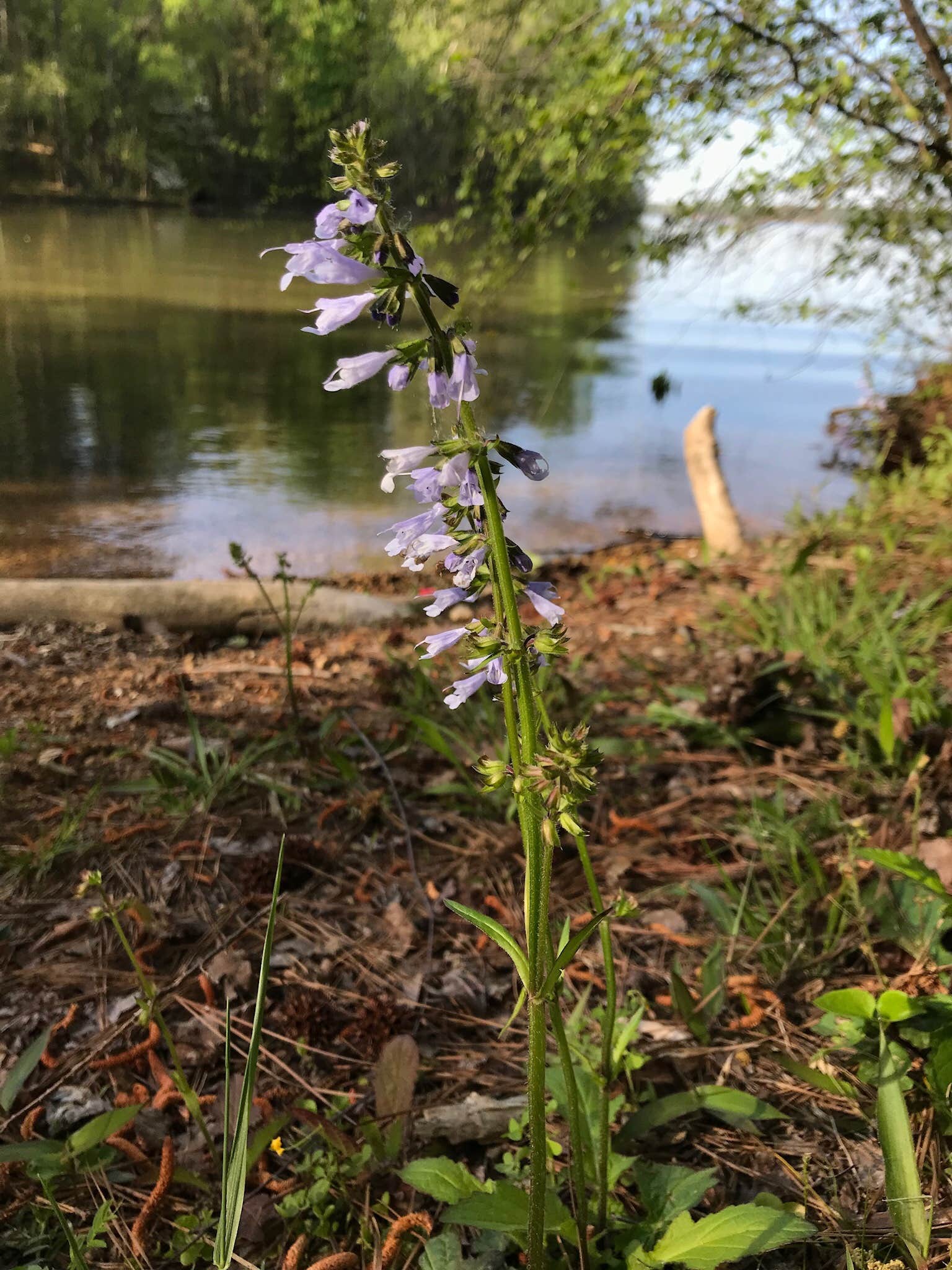 Camper submitted image from Joe Wheeler State Park Campground - 5