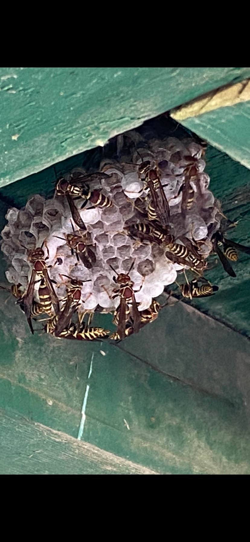 Camper-submitted photo at Pecan Park Riverside RV Park near Kyle, TX