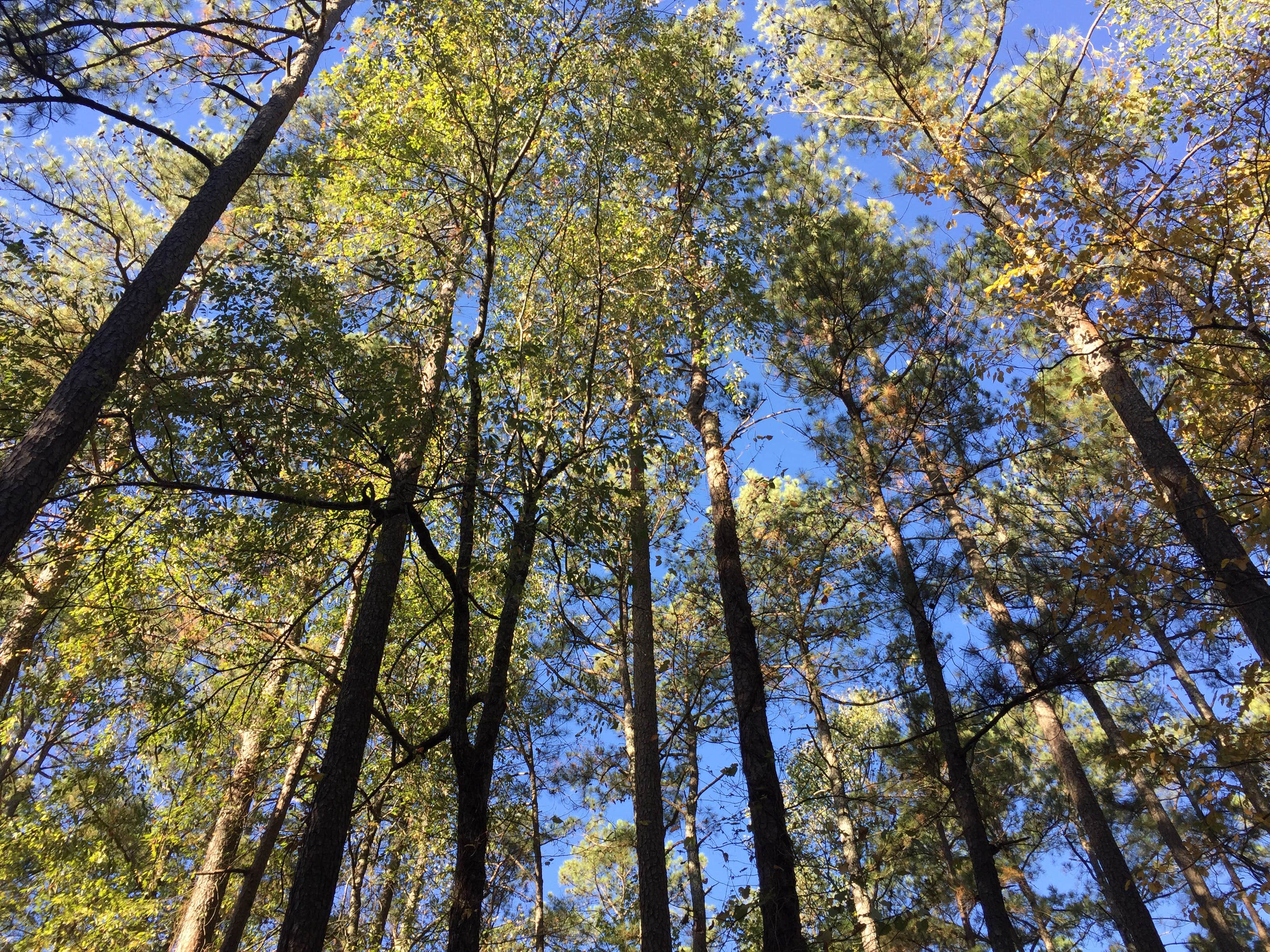 Camper-submitted photo at Joe Wheeler State Park Campground near Addison, AL