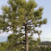 Review photo of Tom Best Spring Road FR117 Dispersed - Dixie National Forest by Danielle , July 14, 2021