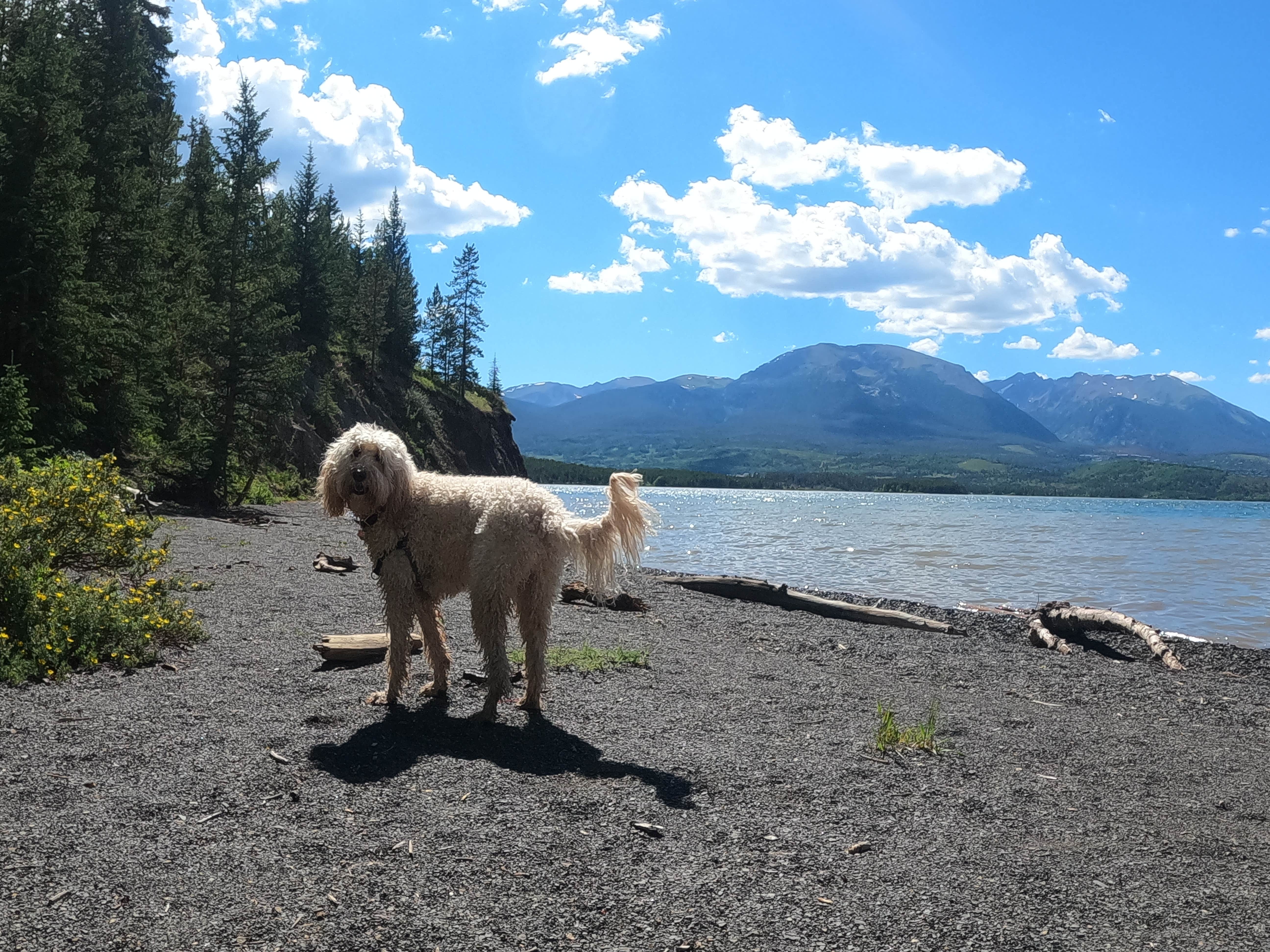 Rebeca H.'s photo of camping with pets at Prospector Campground near Climax, CO