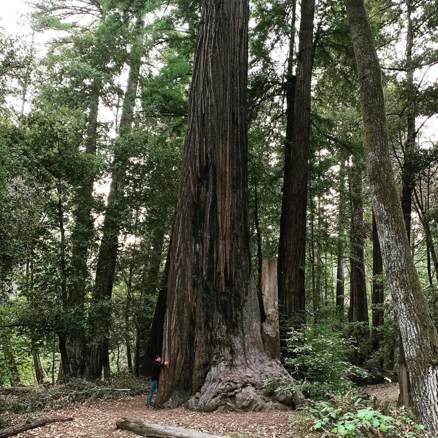 Man hugging a giant redwood tree at San Mateo County Memorial Park
