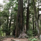 Review photo of San Mateo Memorial Park by Andy L., July 14, 2021