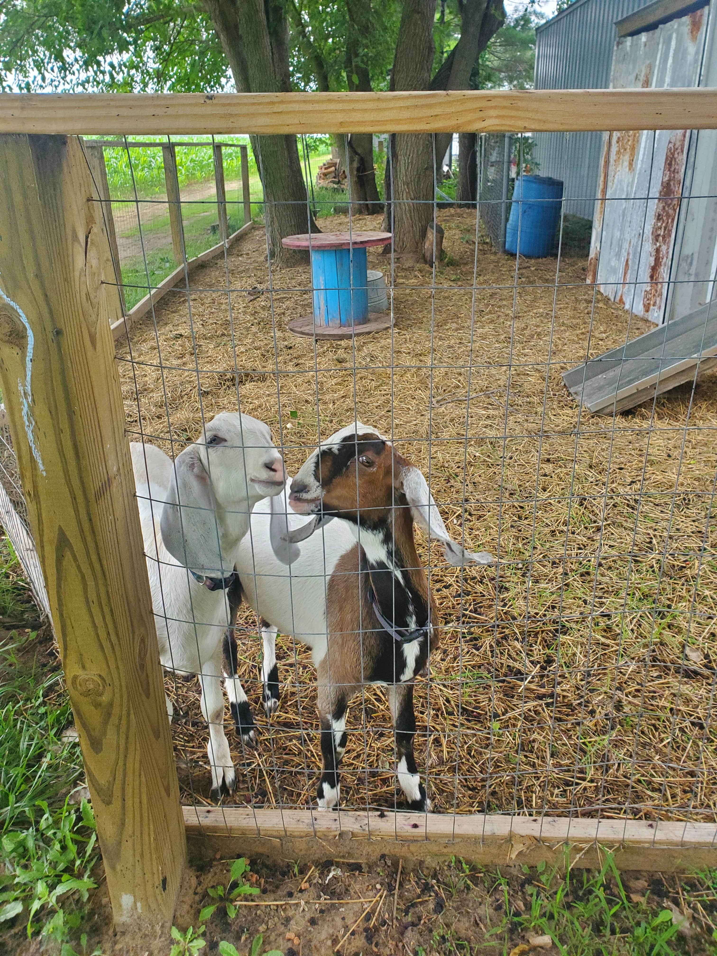 Darlene W.'s photo of camping with pets at Last Resort Campground near South Bend, IN
