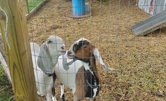 Darlene W.'s photo of camping with pets at Last Resort Campground near Michigan City, IN