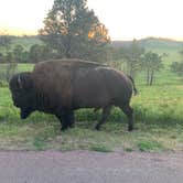 Review photo of Legion Lake Campground — Custer State Park by Timothy B., July 14, 2021