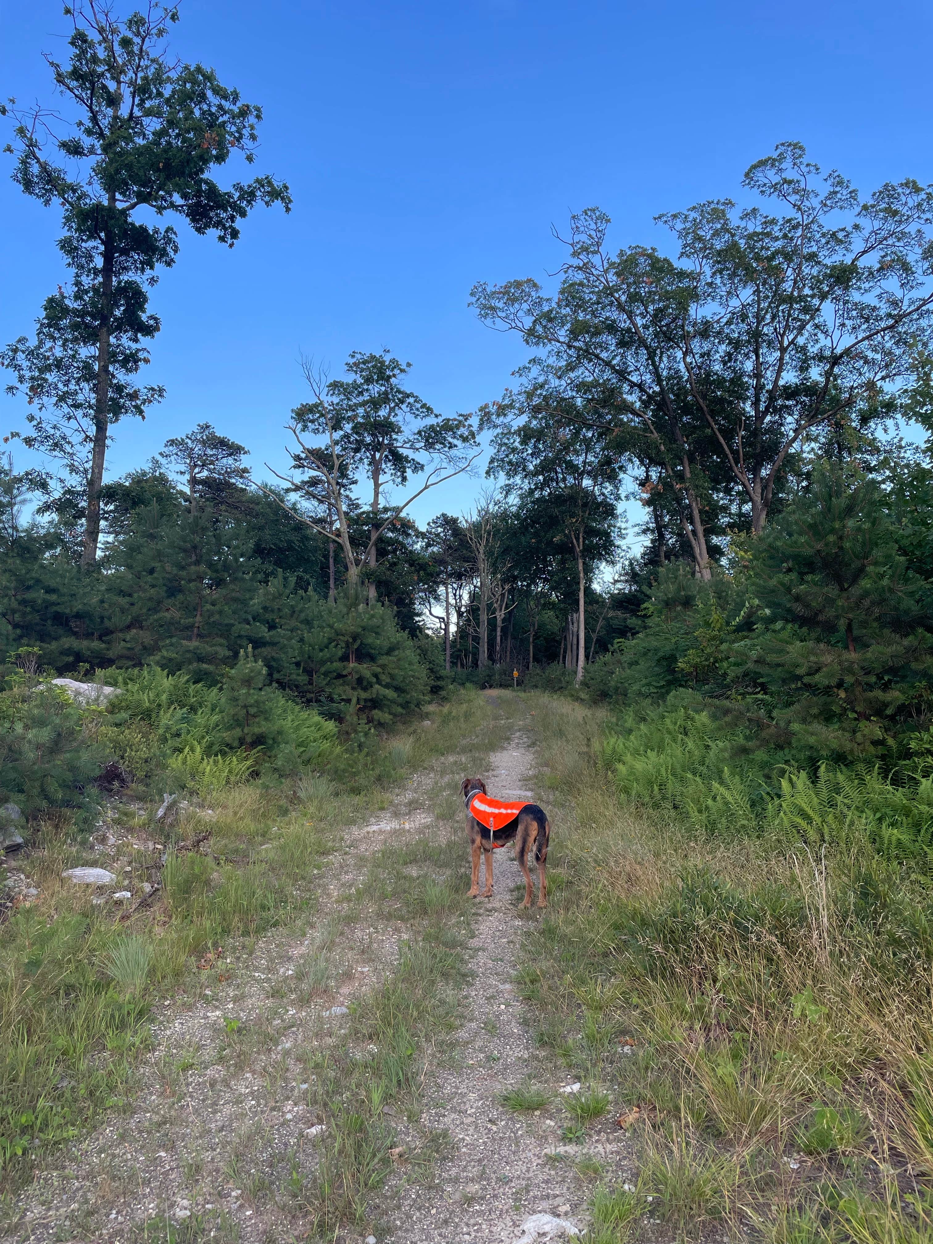 Joann&WellsThePup I.'s photo of camping with pets at North Michaux State Forest Campsites near Peach Glen, PA