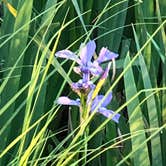 Review photo of Pickerel Lake (Kalkaska) State Forest Campground by Becky K., July 14, 2021