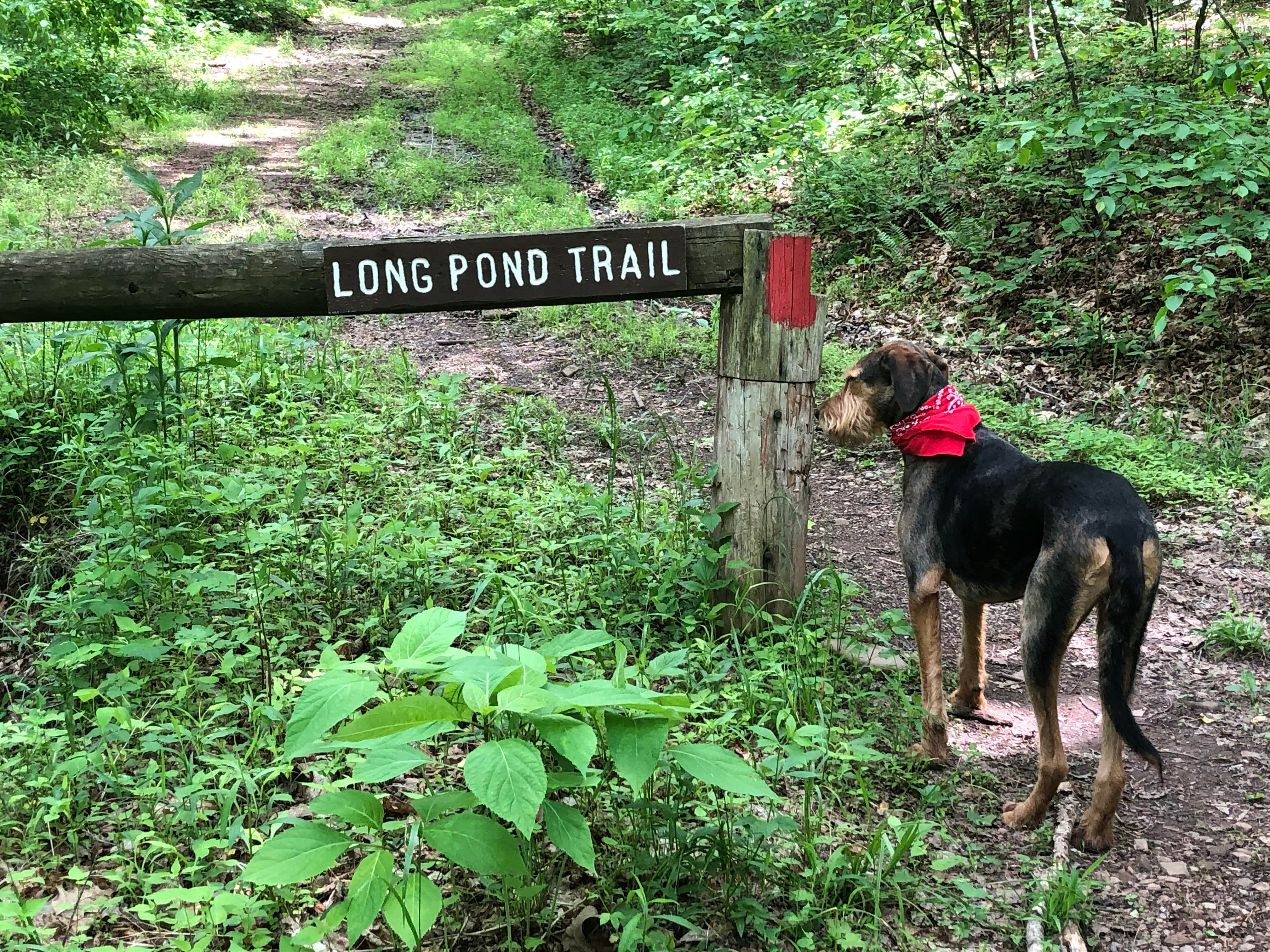 Joann&WellsThePup I.'s photo of camping with pets at Rvino - Ridge Rider Campground, LLC near Frostburg, MD