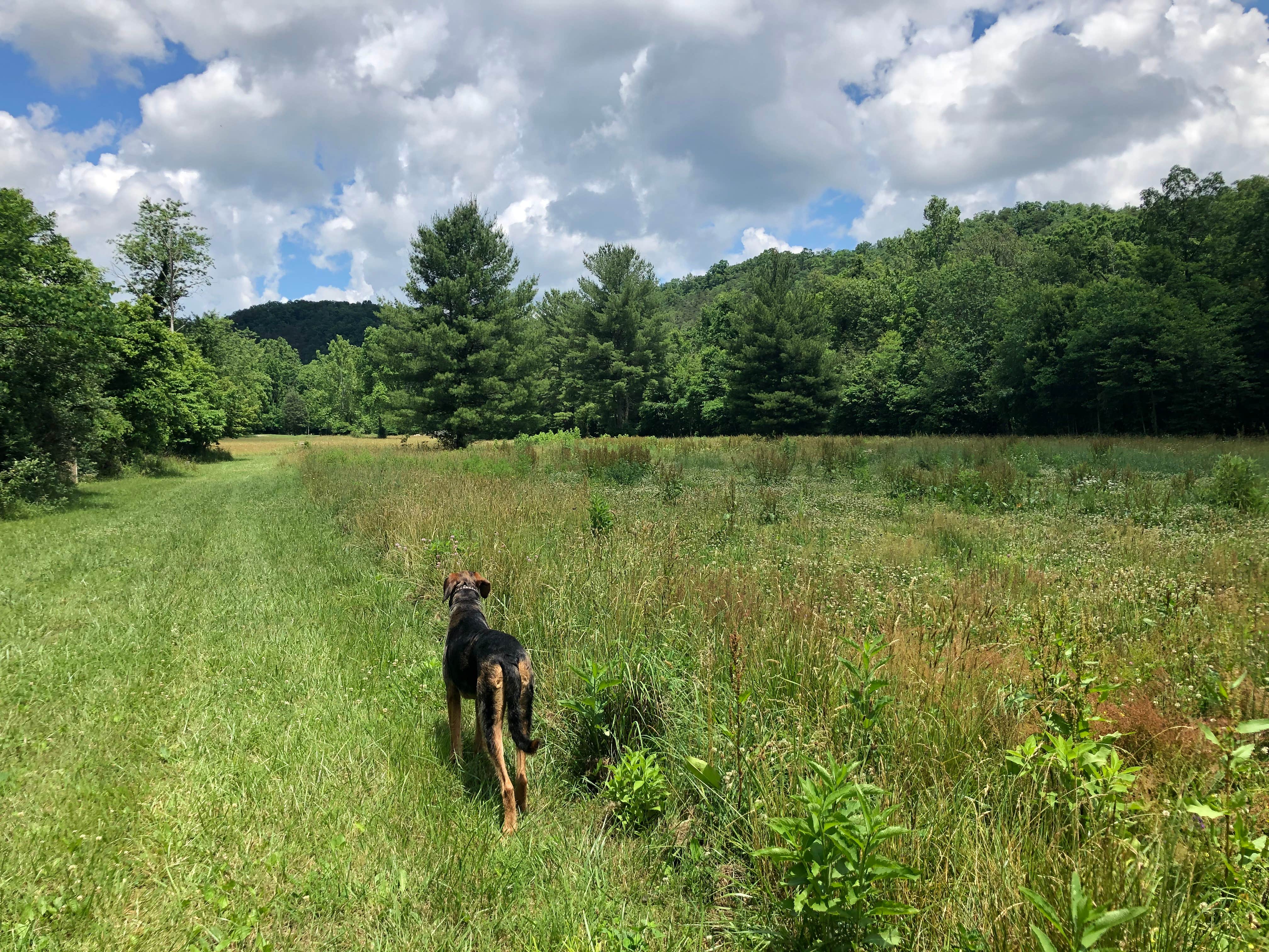 Joann&WellsThePup I.'s photo of camping with pets at Rvino - Ridge Rider Campground, LLC near Big Cove Tannery, PA