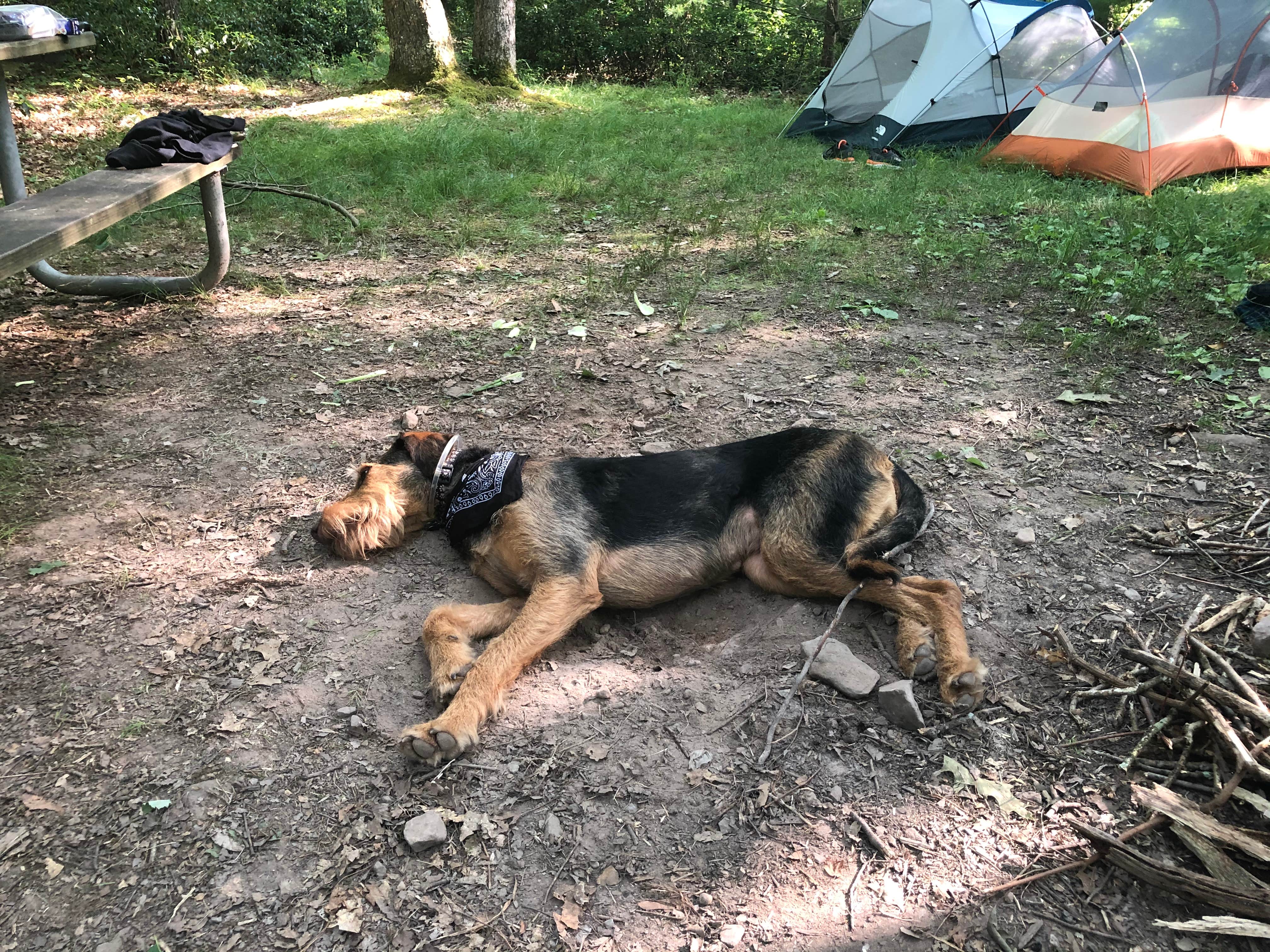 Camper-submitted photo at Penn Roosevelt State Park Campground near Lemont, PA