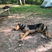 Review photo of Penn Roosevelt State Park Campground by Joann&WellsThePup I., July 14, 2021