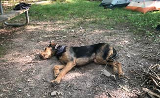 Joann&WellsThePup I.'s photo of tent camping at Penn Roosevelt State Park Campground near Burnham, PA