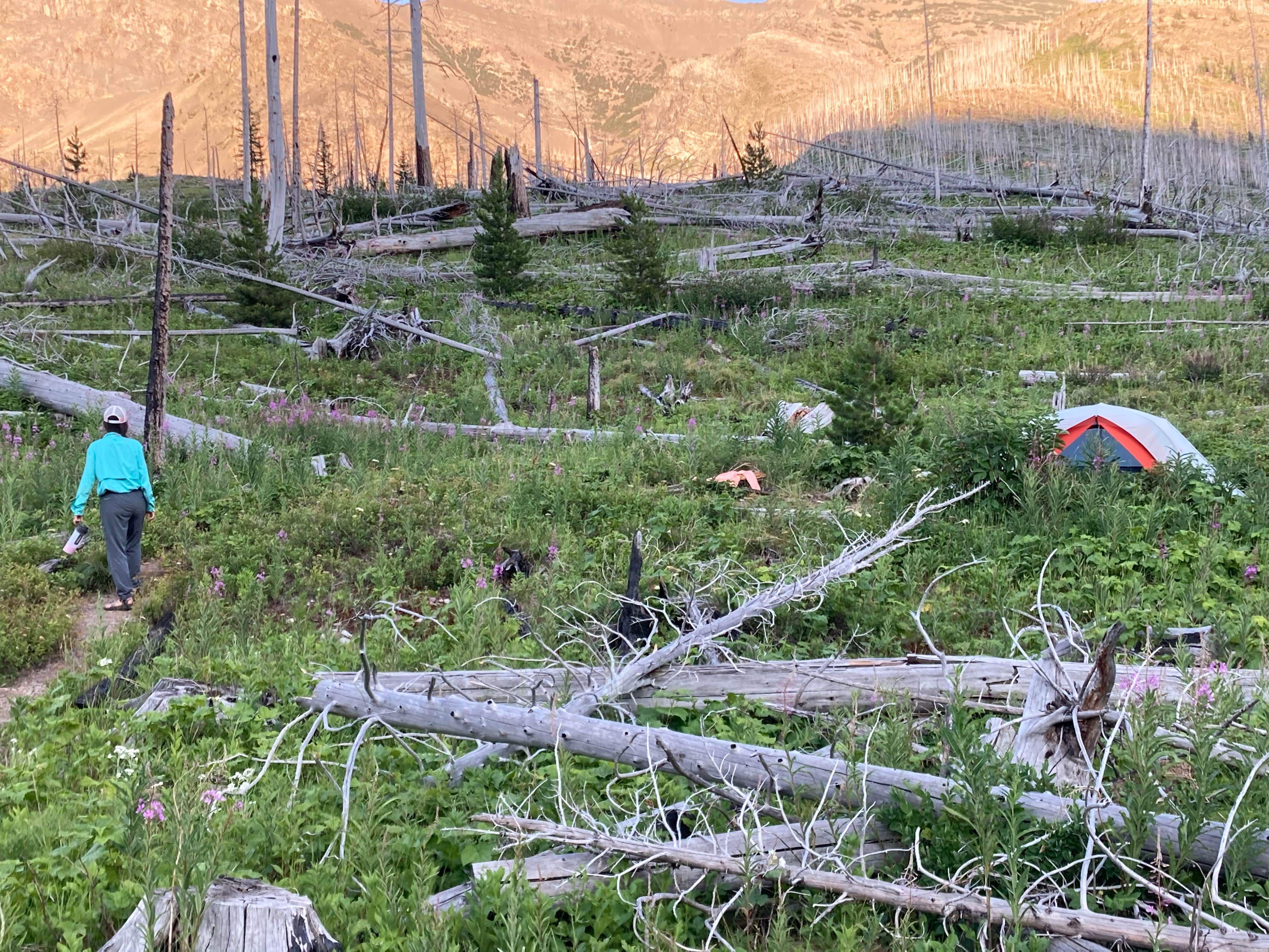 Alexandra's photo of tent camping at Foot Red Eagle Lake near Hungry Horse, MT