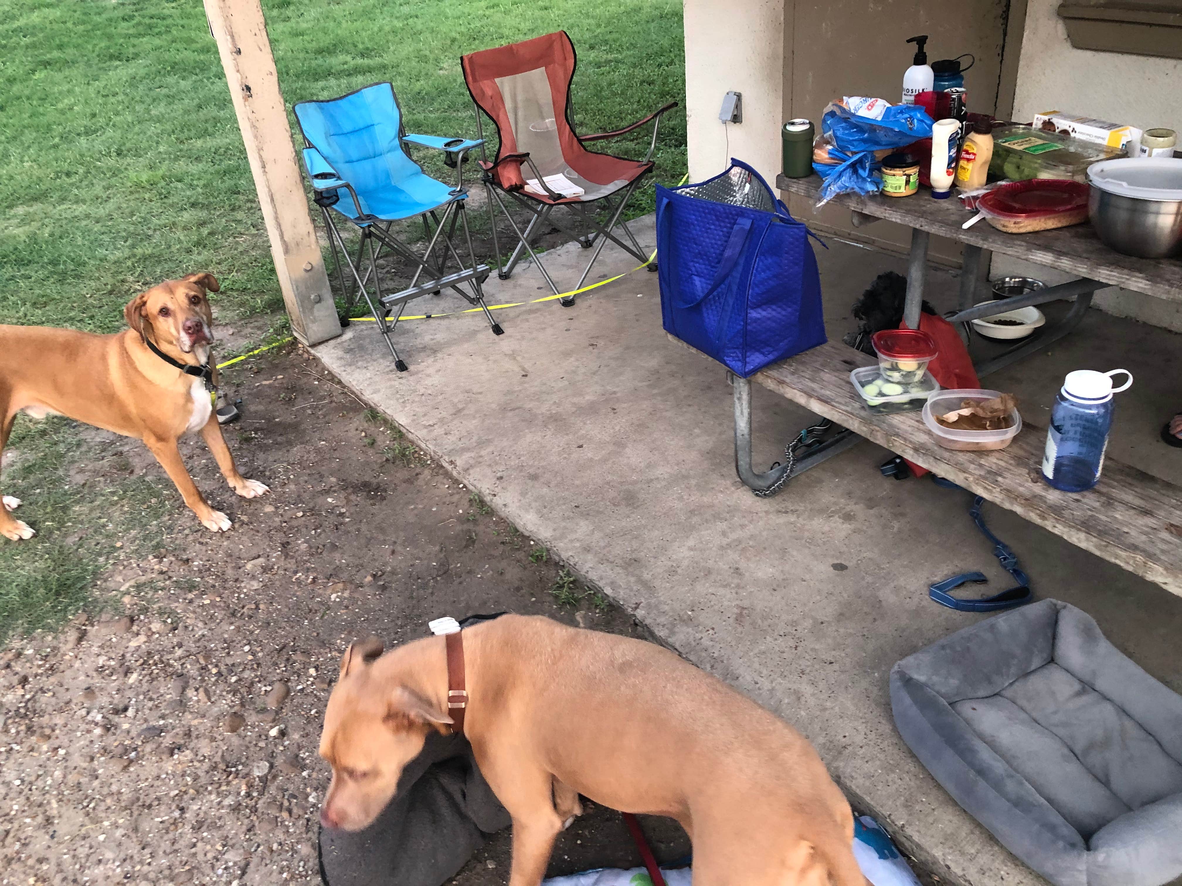 Alexandra's photo of camping with pets at Choke Canyon State Park Campground near Floresville, TX
