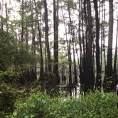 Review photo of Caddo Lake State Park Campground by Alexandra , July 14, 2021