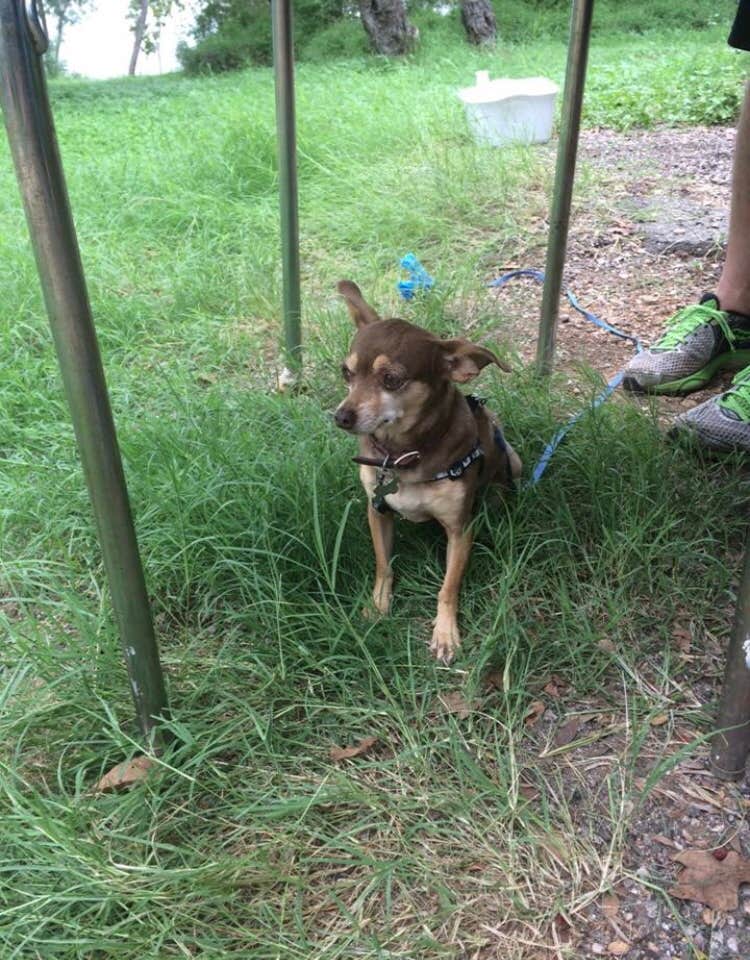 Ruth  P.'s photo of camping with pets at Inks Lake State Park Campground near Kingsland, TX