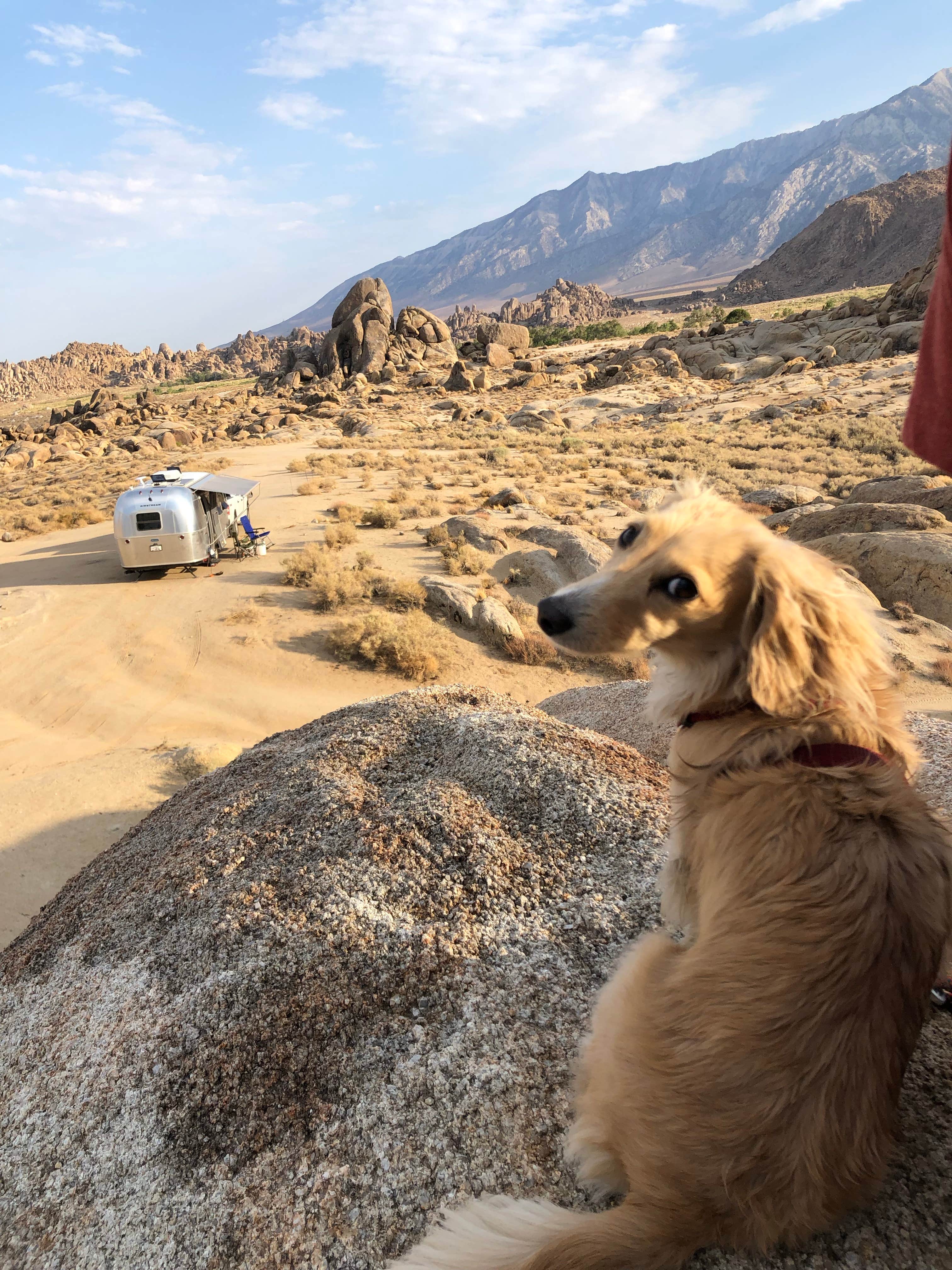 Taylor B.'s photo of camping with pets at Alabama Hills Recreation Area in California