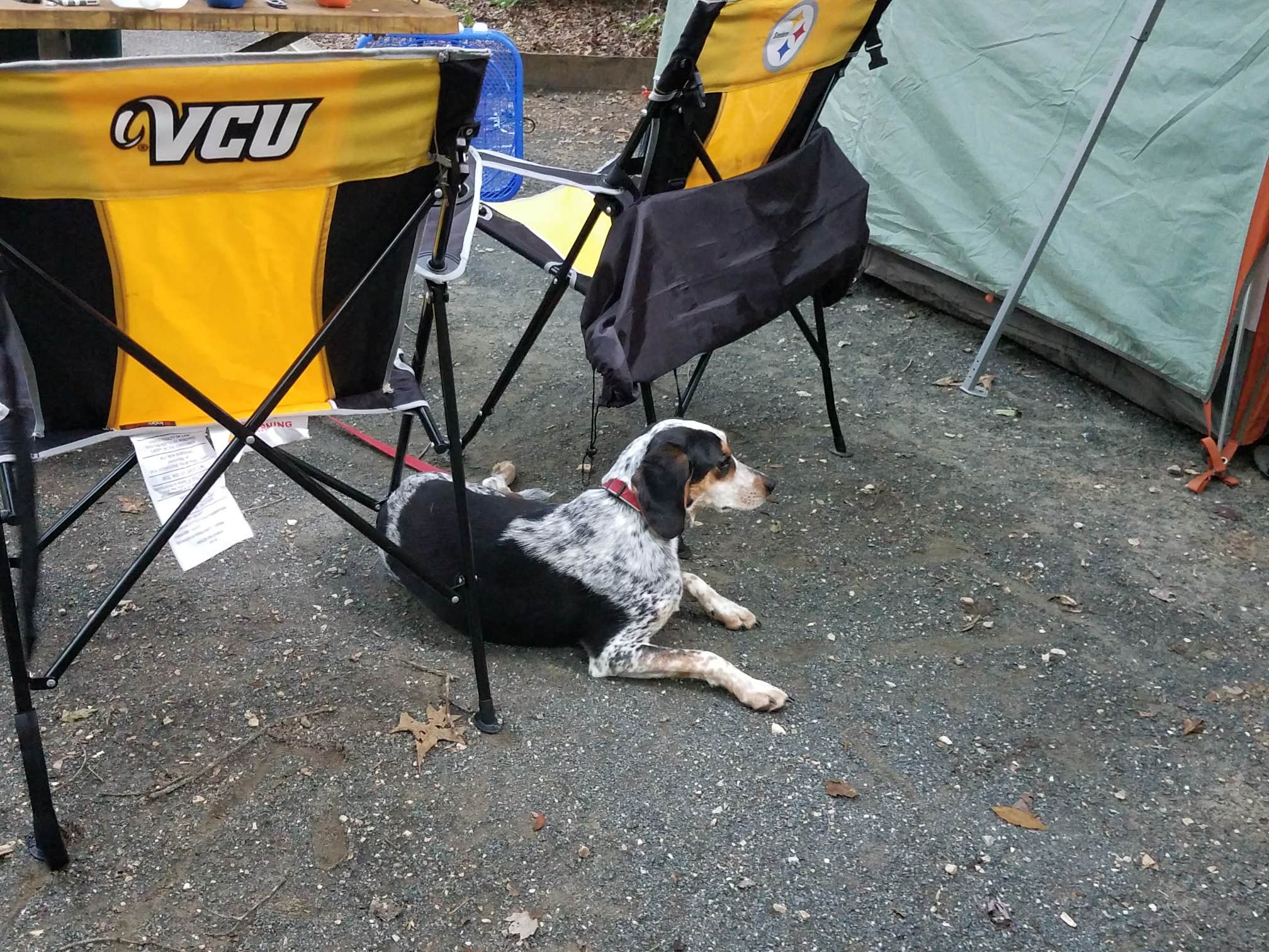 Andrea N.'s photo of camping with pets at Holliday Lake State Park Campground near Hampden-Sydney, VA
