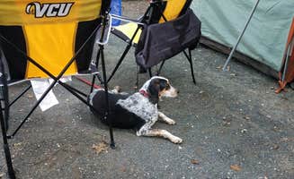 Andrea N.'s photo of camping with pets at Holliday Lake State Park Campground near Farmville, VA