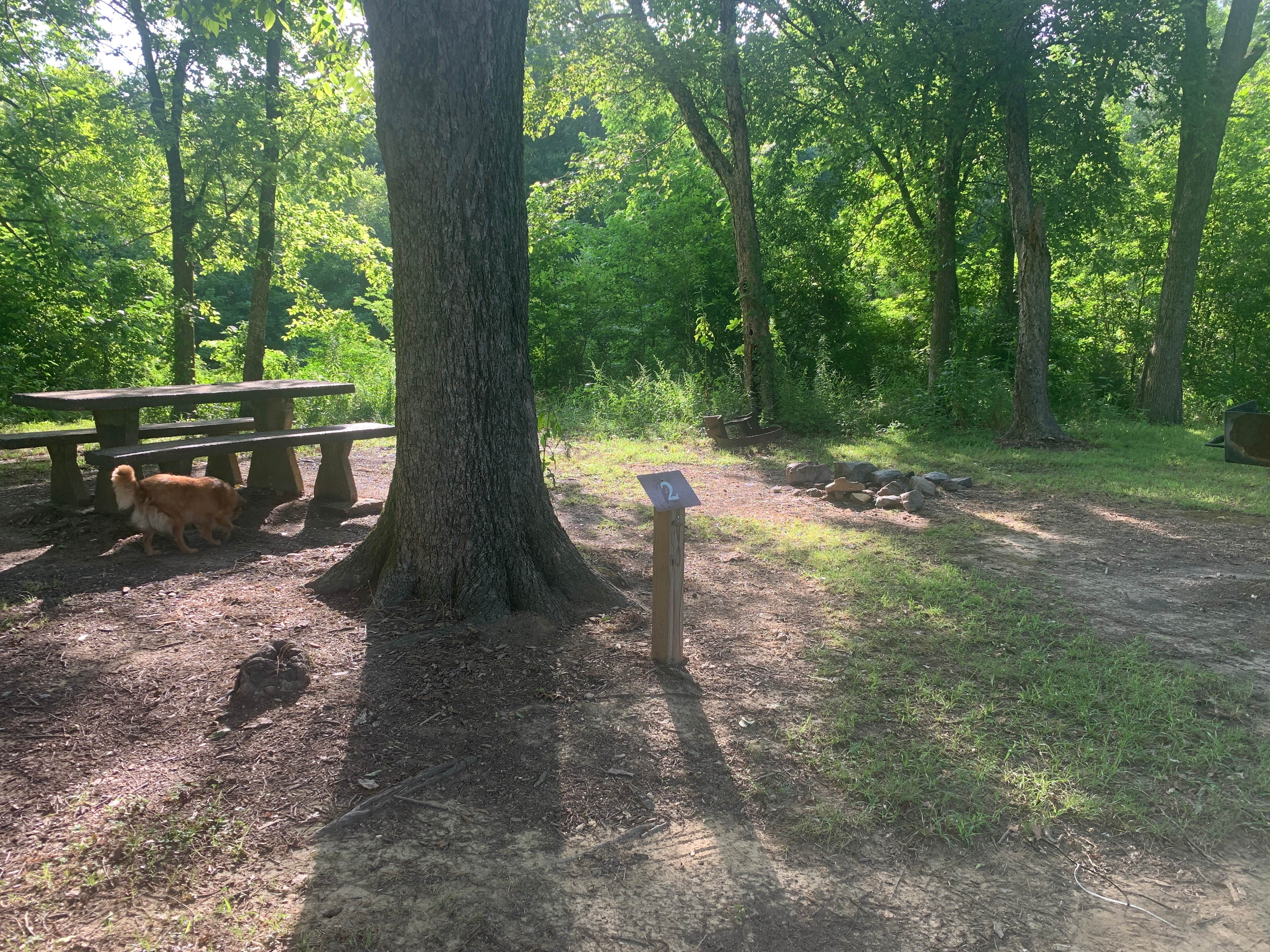 Elizabeth R.'s photo of camping with pets at Below the Dam Campground — Lake Wister State Park near Mena, AR