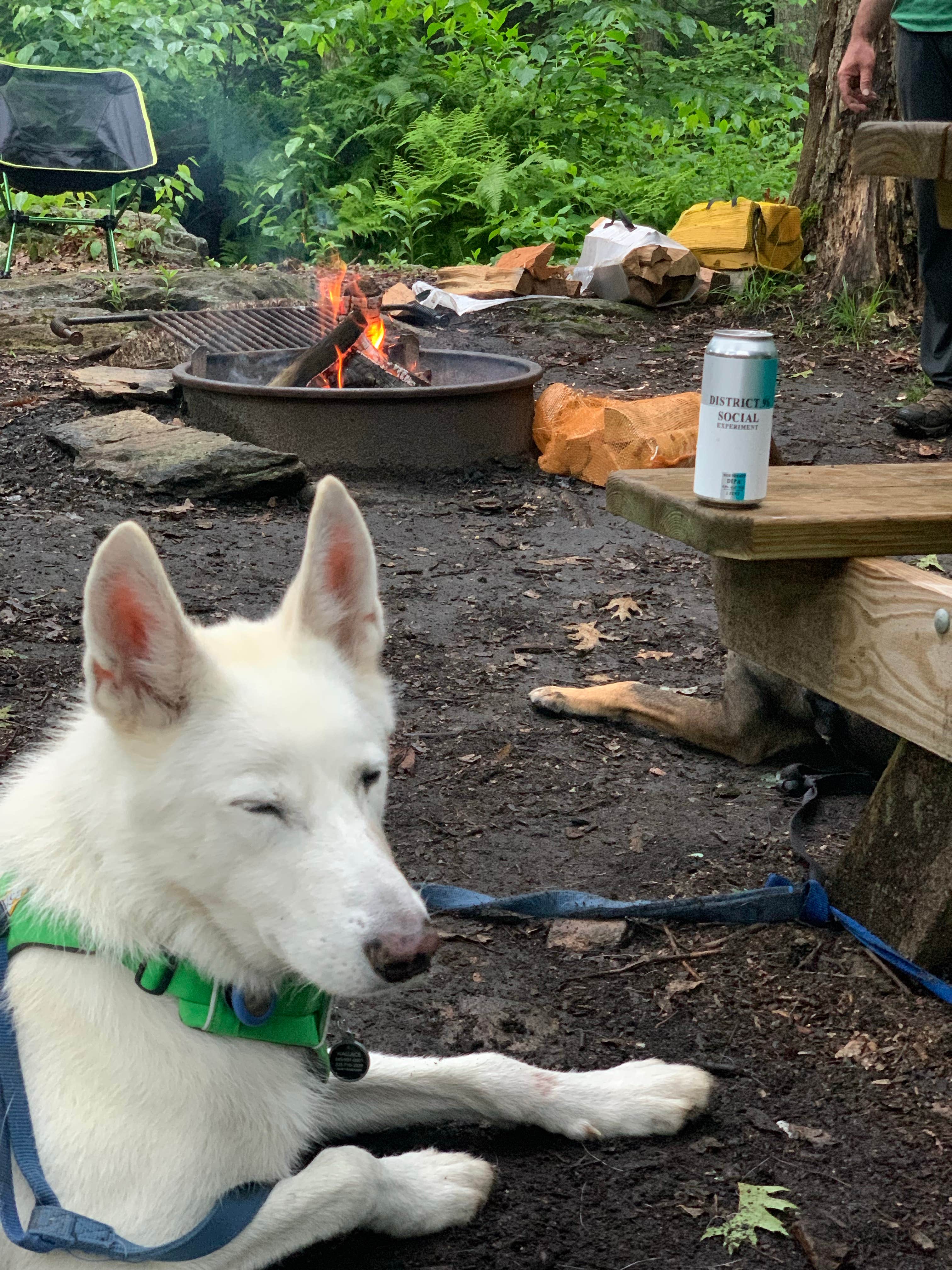 Samantha S.'s photo of camping with pets at Clarence Fahnestock State Park Campground near Croton-on-Hudson, NY