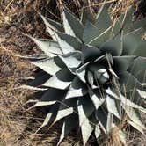 Review photo of Dog Canyon Campground — Guadalupe Mountains National Park by Jenna R., July 15, 2021