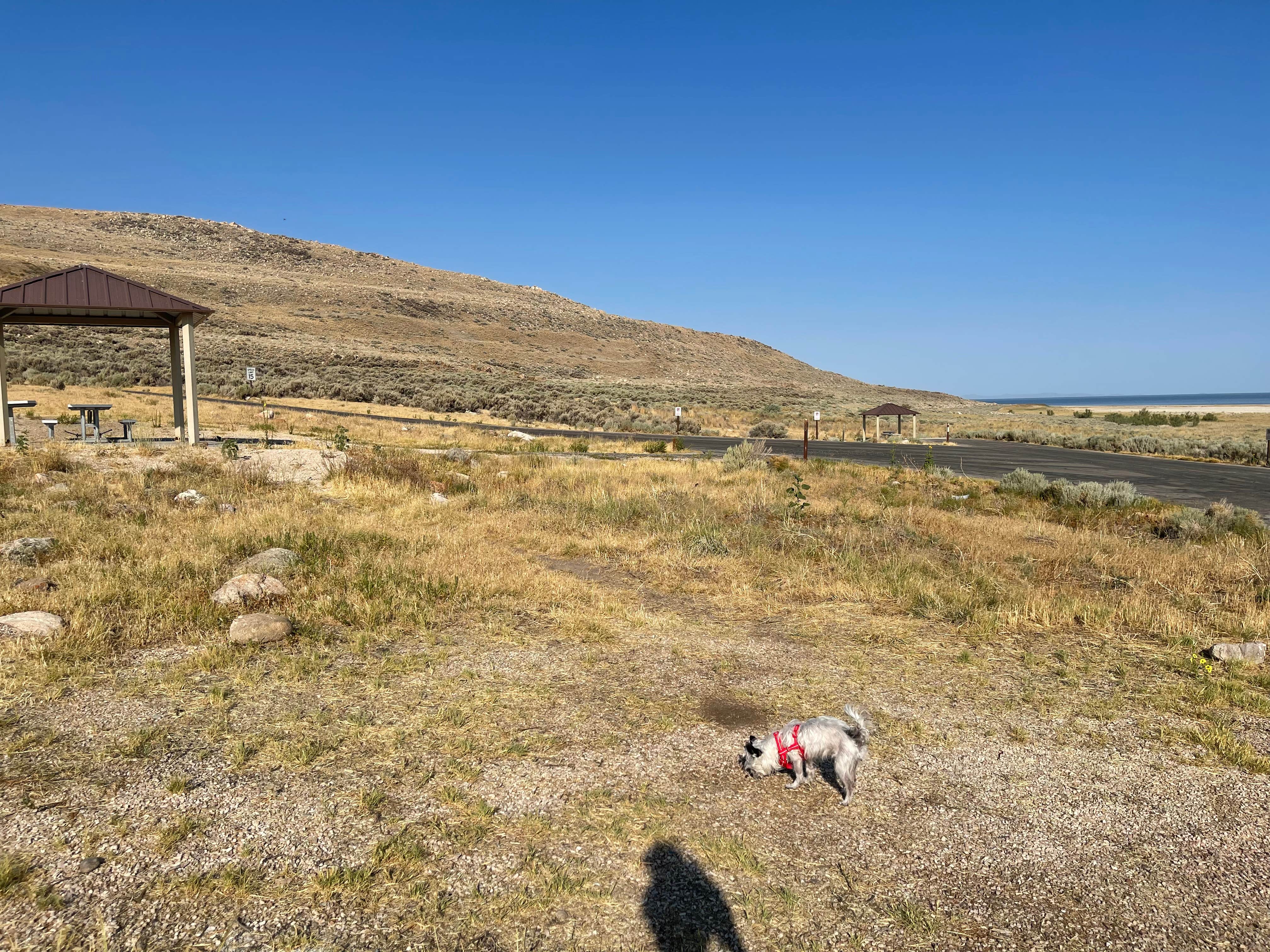 Hope S.'s photo of camping with pets at Bridger Bay Campground — Antelope Island State Park near Layton, UT