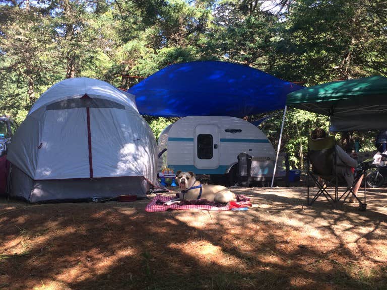 Camper submitted image from Cobscook Bay State Park Campground - 5