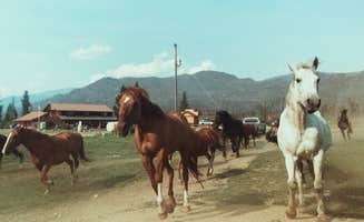 Jona R.'s photo of camping with a horse at Winding River Resort near Rollinsville, CO