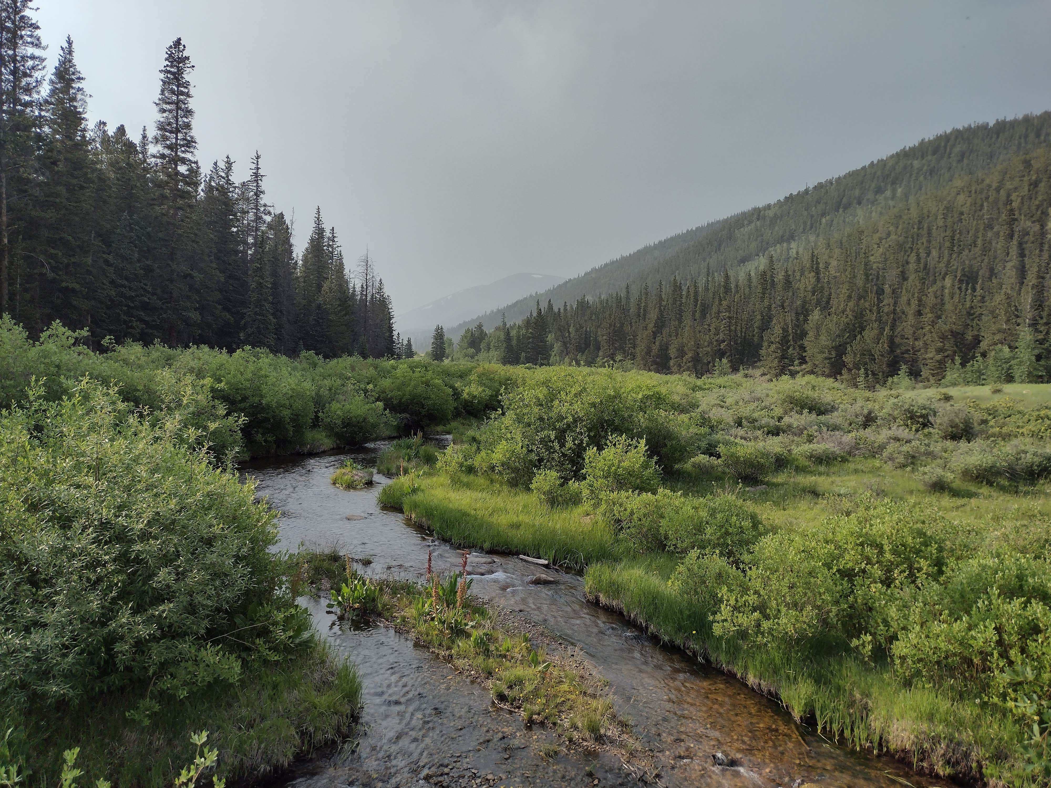 Camper submitted image from Weston Pass Campground - 3