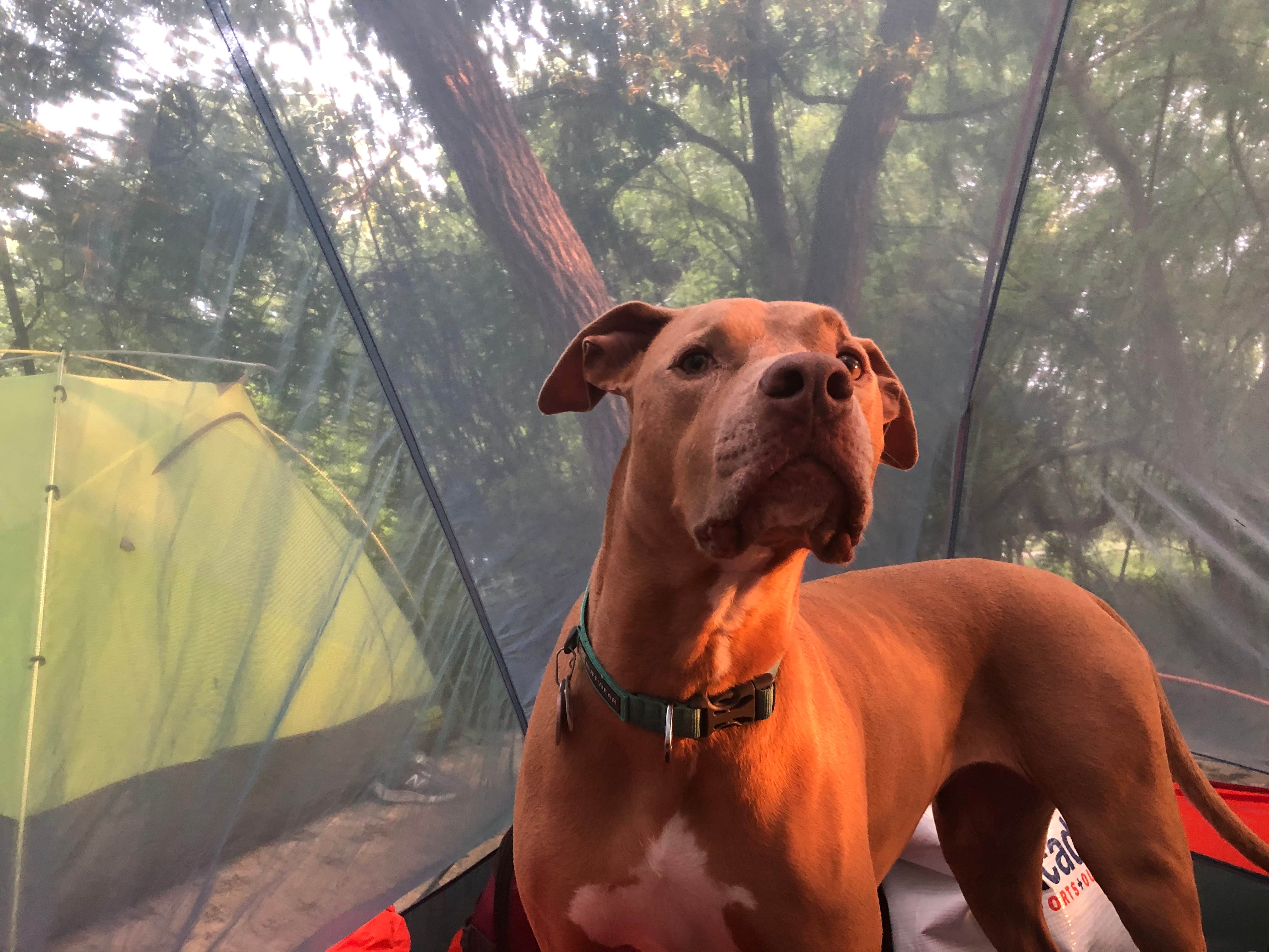 Camping near Desperado Resort: Wagon Ford Walk-In Area — Guadalupe River State Park, Spring Branch, Texas