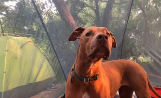 Alexandra's photo of camping with pets at Wagon Ford Walk-In Area — Guadalupe River State Park near San Antonio, TX