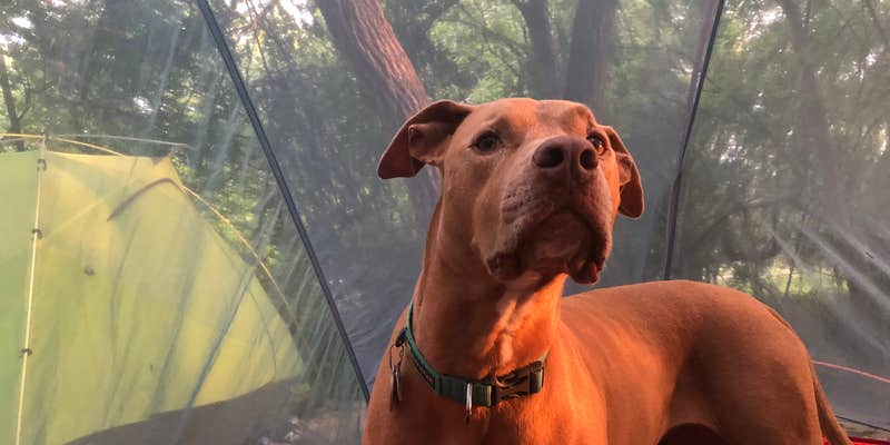 Camper submitted image from Wagon Ford Walk-In Area — Guadalupe River State Park