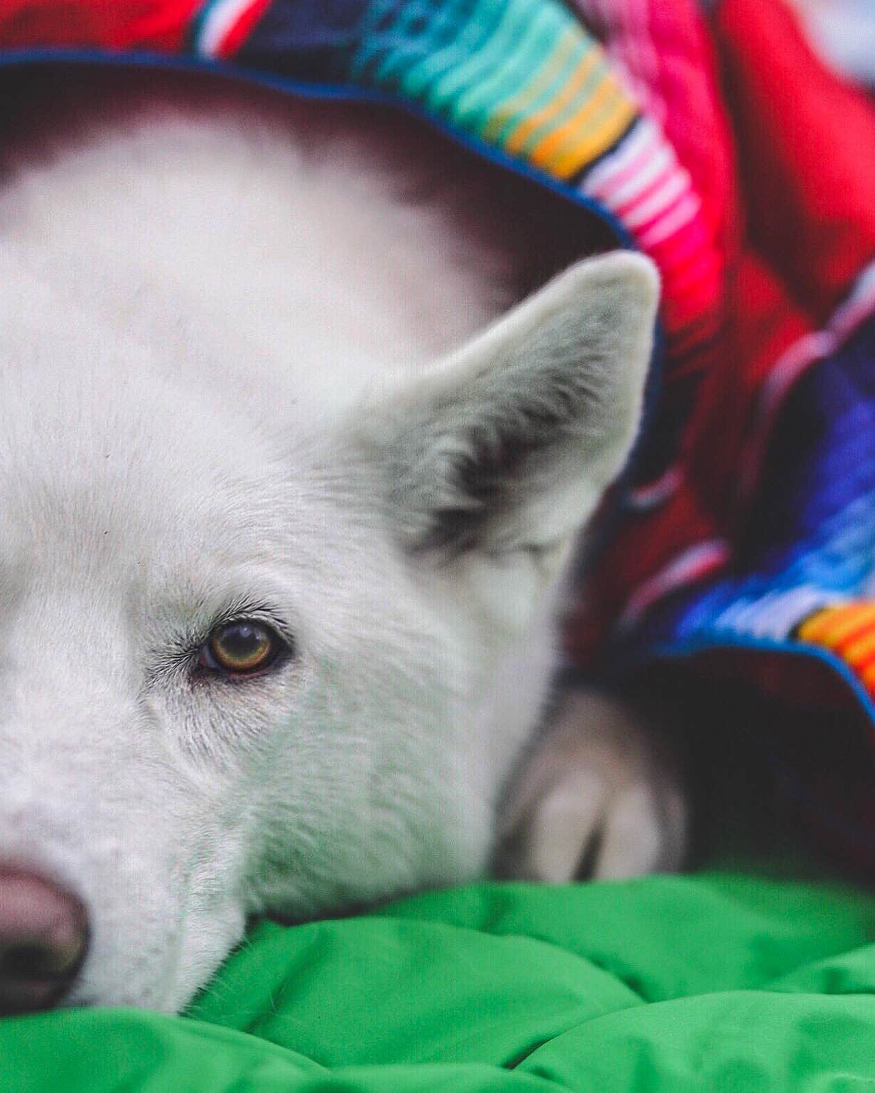 Gabby M.'s photo of camping with pets at Bear Brook State Park Campground near Kittery, ME