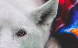 Gabby M.'s photo of camping with pets at Bear Brook State Park Campground near Manchester, NH