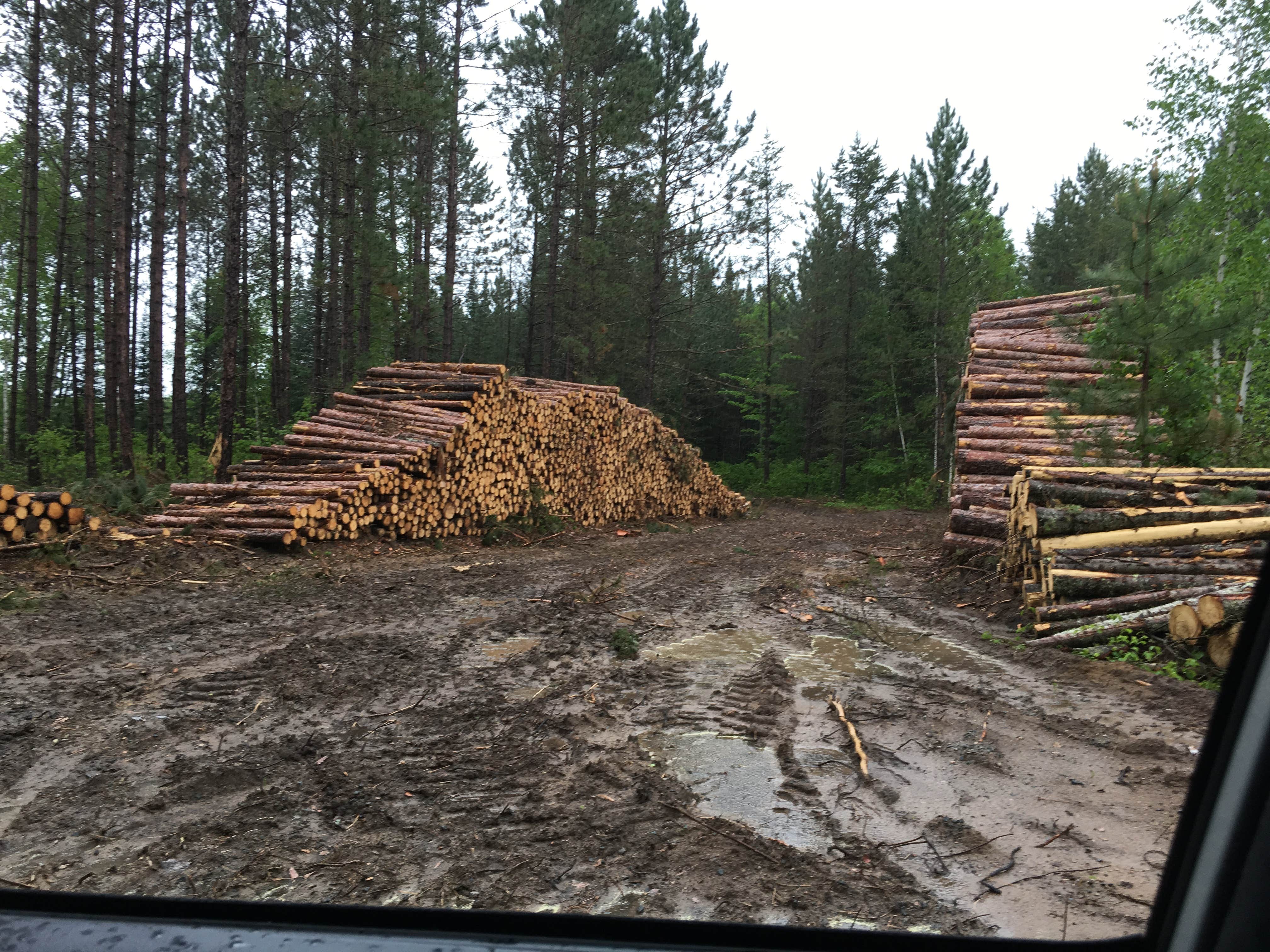 Camper-submitted photo at George Washington State Forest Lost Lake campground near Chisholm, MN