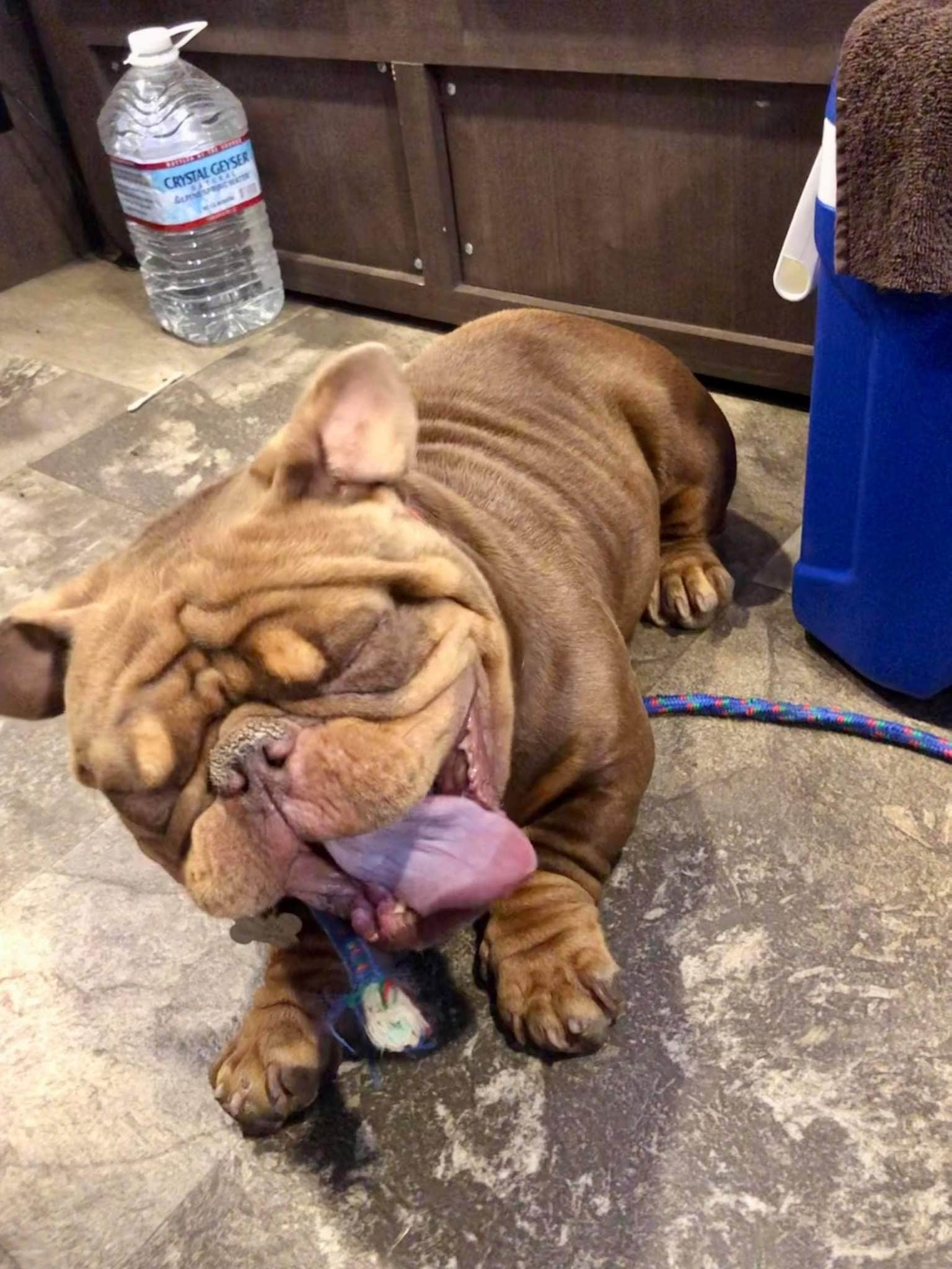 Theron W.'s photo of camping with pets at Thousand Trails Ponderosa near Placerville, CA