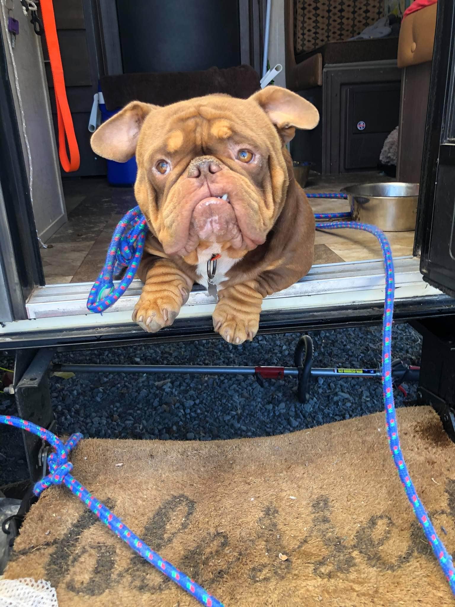 Theron W.'s photo of camping with pets at Thousand Trails Ponderosa near Cool, CA