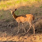 Review photo of Liberty Lake Regional Park by Michael C., July 16, 2021