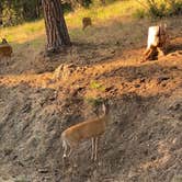 Review photo of Liberty Lake Regional Park by Michael C., July 16, 2021