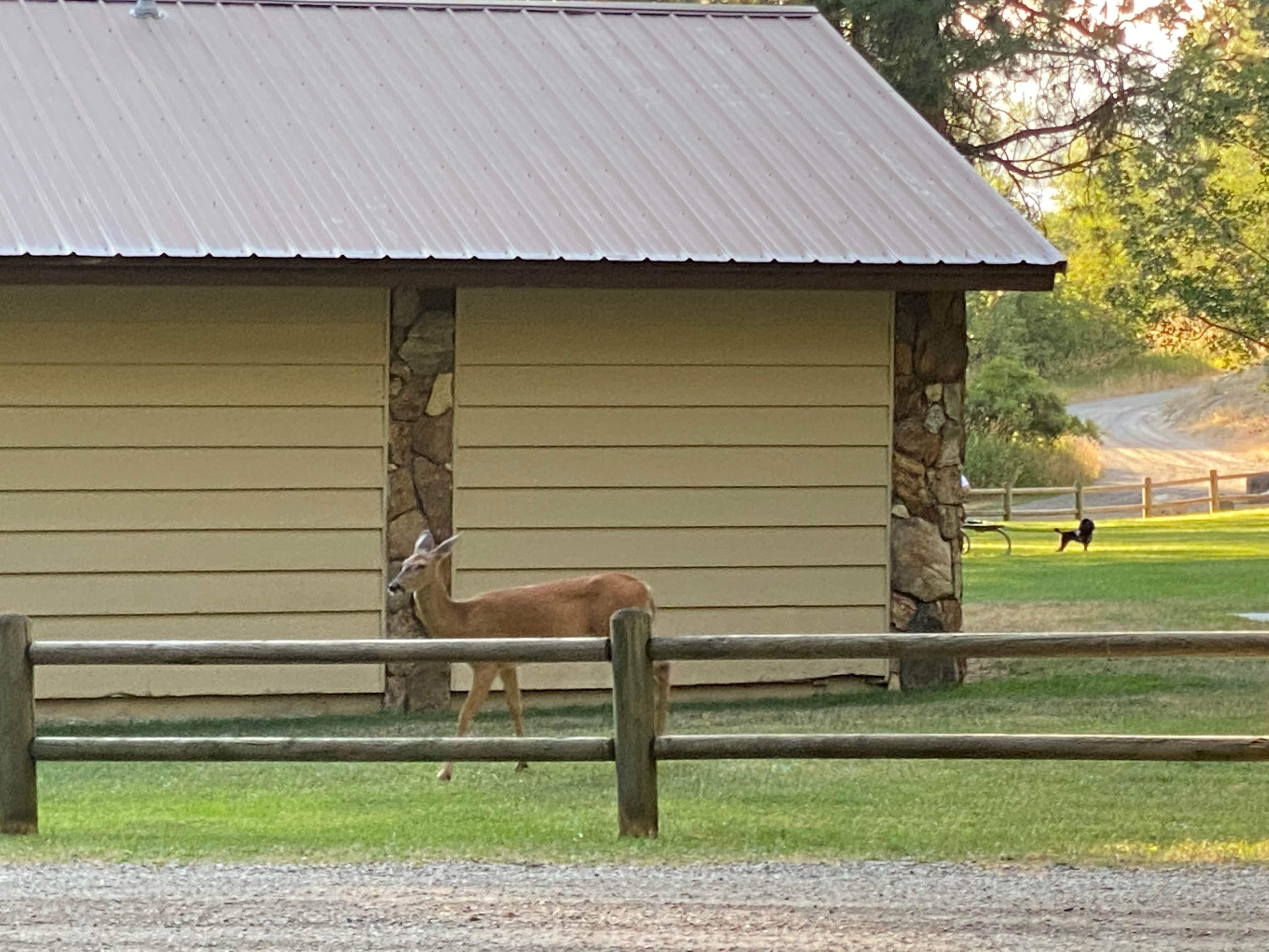 Michael C.'s photo of camping with a horse at Liberty Lake Regional Park near Athol, ID