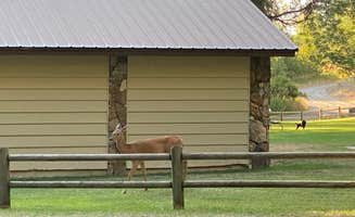 Michael C.'s photo of camping with a horse at Liberty Lake Regional Park near Santa, ID