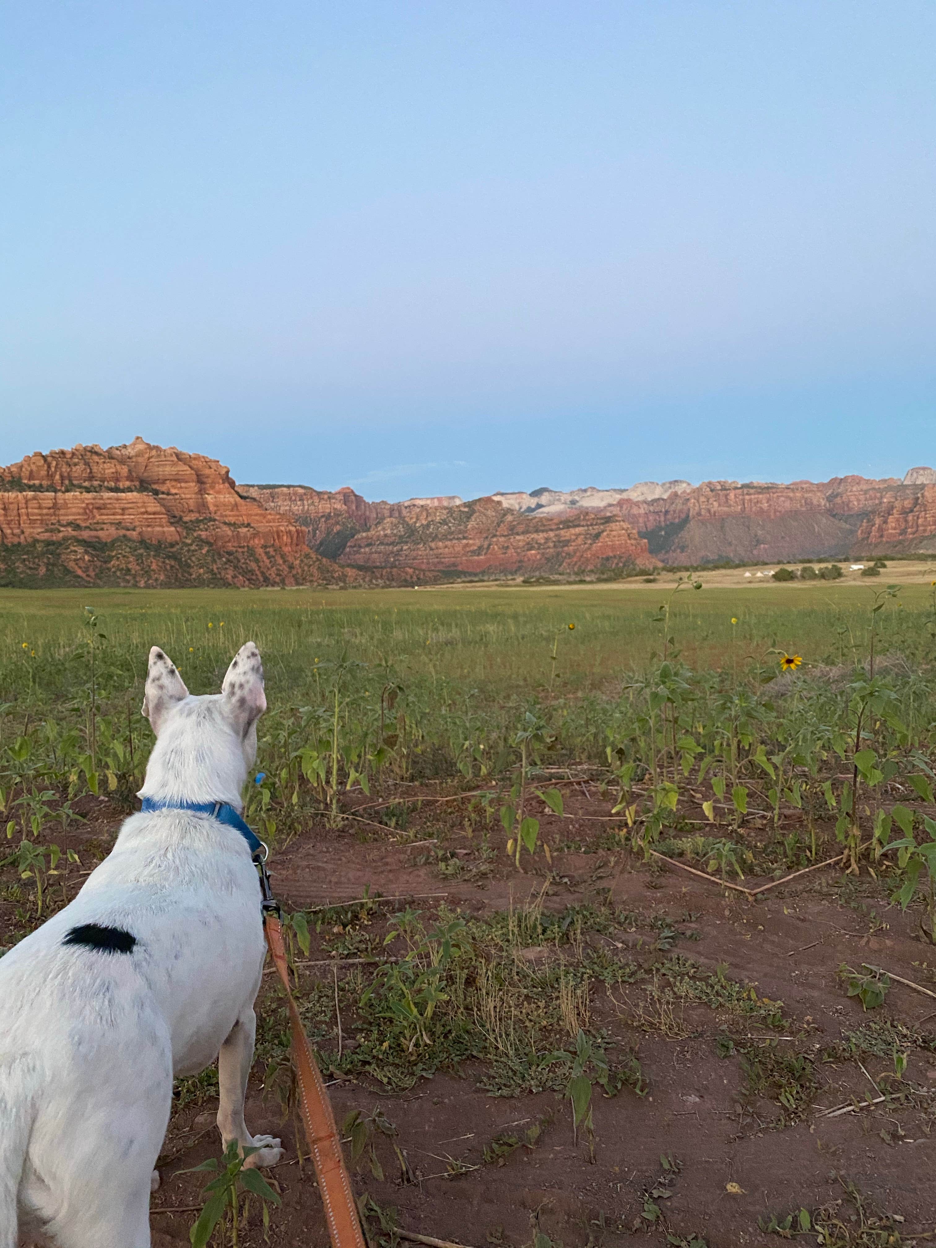 Andrew M.'s photo of camping with pets at Zion Wright Family Ranch near Zion National Park
