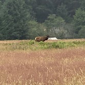 Review photo of Elk Prairie Campground — Prairie Creek Redwoods State Park by Nicole A., July 16, 2021