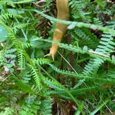 Review photo of Elk Prairie Campground — Prairie Creek Redwoods State Park by Nicole A., July 16, 2021