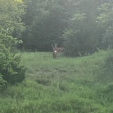 Deer in a clearing along entrance road