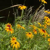 Review photo of Lake Wissota State Park Campground by allison , July 16, 2021