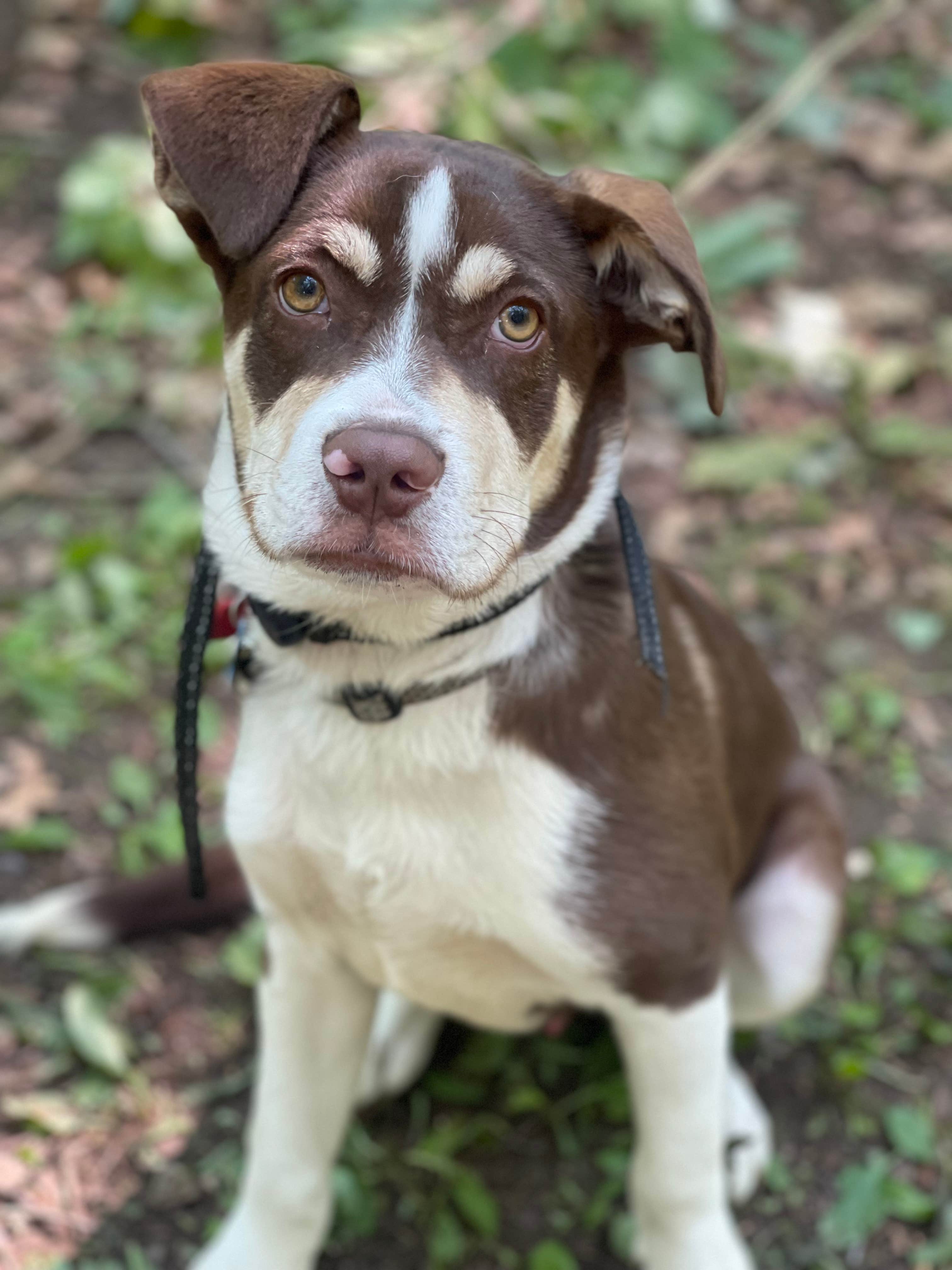 allison's photo of camping with pets at Lake Wissota State Park Campground near Menomonie, WI