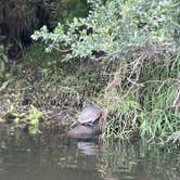 Review photo of Canoe Outpost Little Manatee River by Annabelle , July 16, 2021